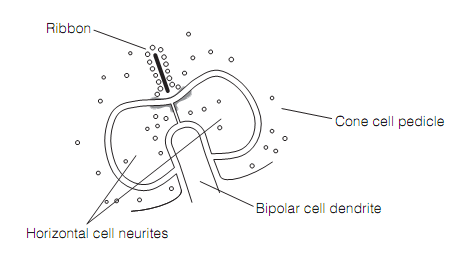 2398_Bipolar cells and on and off channels.png